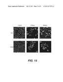 TARGETING PAX2 FOR THE INDUCTION OF DEFB1-MEDIATED TUMOR IMMUNITY AND     CANCER THERAPY diagram and image