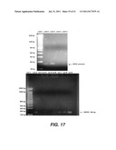 TARGETING PAX2 FOR THE INDUCTION OF DEFB1-MEDIATED TUMOR IMMUNITY AND     CANCER THERAPY diagram and image