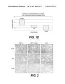 TARGETING PAX2 FOR THE INDUCTION OF DEFB1-MEDIATED TUMOR IMMUNITY AND     CANCER THERAPY diagram and image