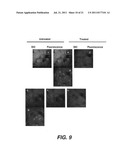 TARGETING PAX2 FOR THE INDUCTION OF DEFB1-MEDIATED TUMOR IMMUNITY AND     CANCER THERAPY diagram and image