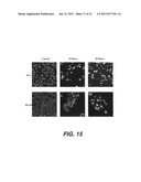 TARGETING PAX2 FOR THE INDUCTION OF DEFB1-MEDIATED TUMOR IMMUNITY AND     CANCER THERAPY diagram and image