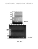 TARGETING PAX2 FOR THE INDUCTION OF DEFB1-MEDIATED TUMOR IMMUNITY AND     CANCER THERAPY diagram and image