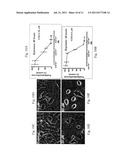 LIPID COMPOUNDS FOR SUPRESSION OF TUMORIGENESIS diagram and image