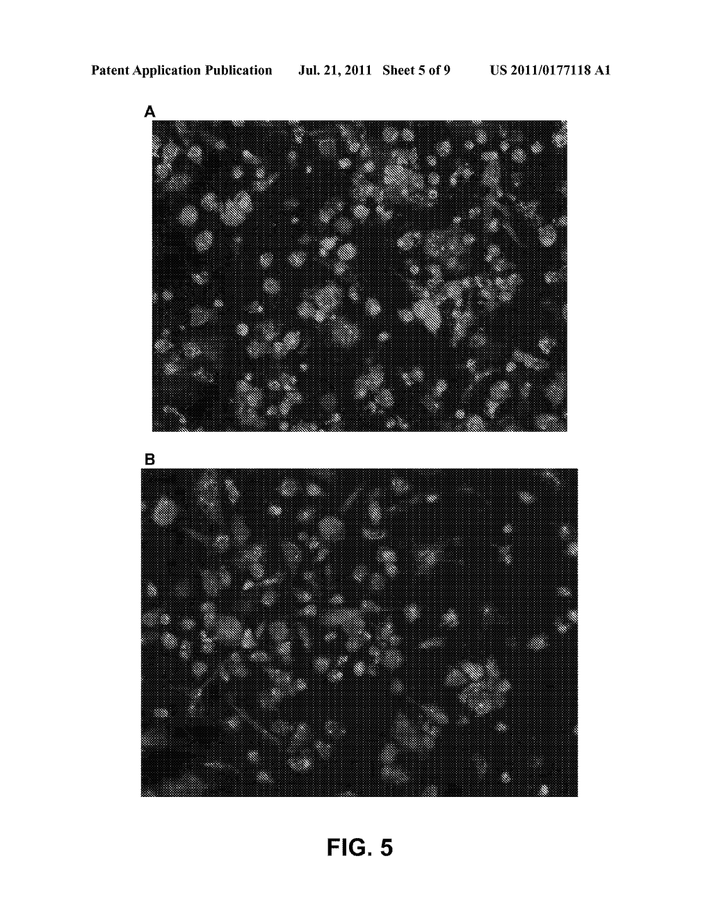 Non-Simian Cells for Growth of Porcine Reproductive and Respiratory     Syndrome (PRRS) Virus - diagram, schematic, and image 06