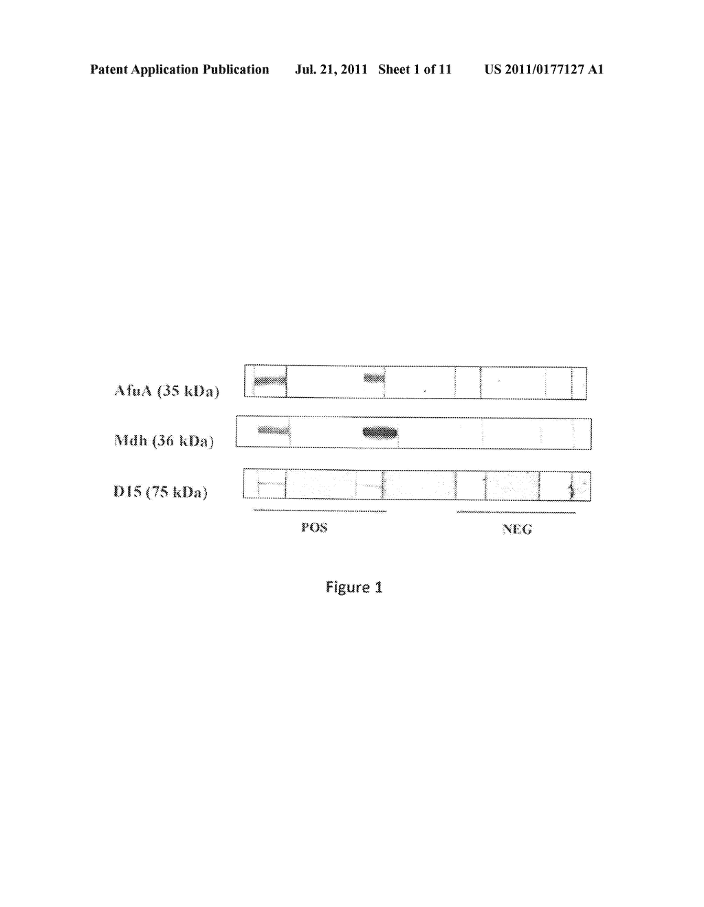 Brucella Abortus Proteins and Methods of Use Thereof - diagram, schematic, and image 02