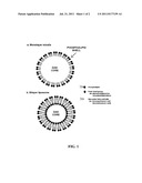 CUSTOM-FORMULATED PHOSPHOLIPID MICROBUBBLES AND METHODS AND USES THEREOF diagram and image