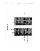 Mutant MT-SP1 proteases with altered substrate specificity or activity diagram and image