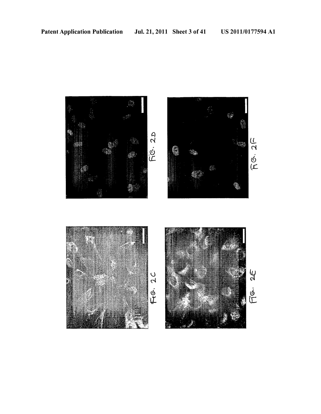 STEM CELLS CULTURE SYSTEMS - diagram, schematic, and image 04