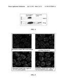 METHODS AND COMPOSITIONS FOR INHIBITION OF NEUTROPHIL EXOCYTOSIS diagram and image