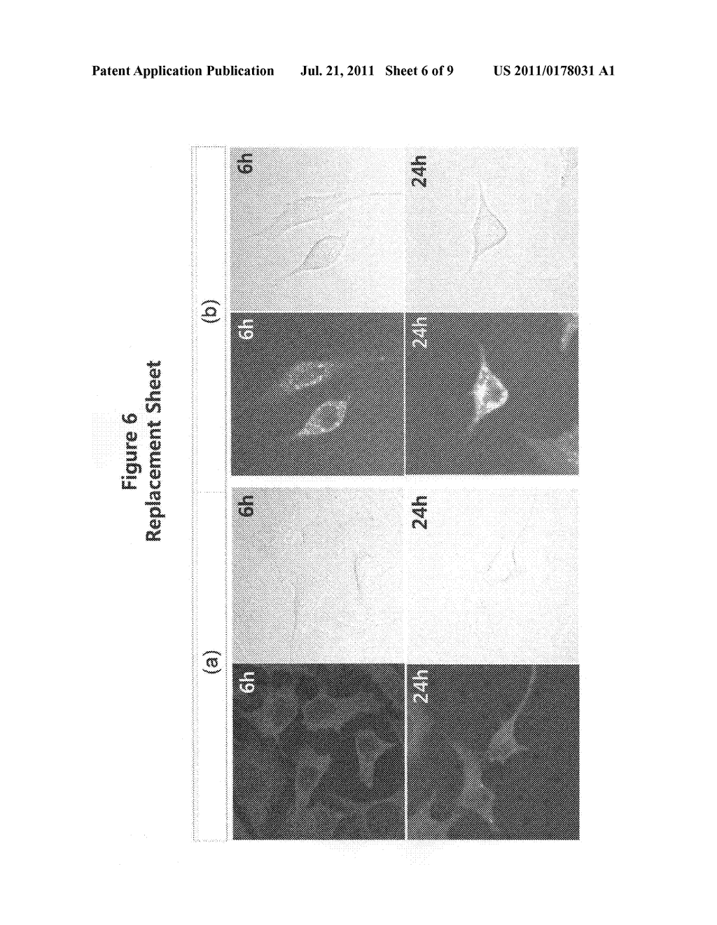 PEPTIDE NUCLEIC ACID DERIVATIVES WITH GOOD CELL PENETRATION AND STRONG     AFFINITY FOR NUCLEIC ACID - diagram, schematic, and image 07