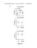 INHIBITORY RNAS THAT REGULATE HEMATOPOIETIC CELLS diagram and image