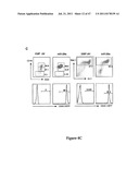 INHIBITORY RNAS THAT REGULATE HEMATOPOIETIC CELLS diagram and image