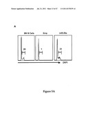 INHIBITORY RNAS THAT REGULATE HEMATOPOIETIC CELLS diagram and image