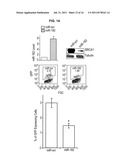 MIR-182 IN THE DIAGNOSIS AND TREATMENT OF CANCER diagram and image