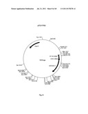 Antibody Against the CSF-1R diagram and image