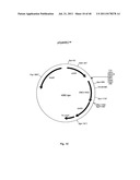 Antibody Against the CSF-1R diagram and image