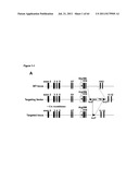 RODENT CANCER MODEL FOR HUMAN FGFR4 ARG388 POLYMORPHISM diagram and image