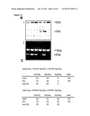 RODENT CANCER MODEL FOR HUMAN FGFR4 ARG388 POLYMORPHISM diagram and image