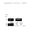 RODENT CANCER MODEL FOR HUMAN FGFR4 ARG388 POLYMORPHISM diagram and image