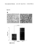 RODENT CANCER MODEL FOR HUMAN FGFR4 ARG388 POLYMORPHISM diagram and image