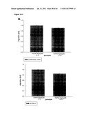 RODENT CANCER MODEL FOR HUMAN FGFR4 ARG388 POLYMORPHISM diagram and image