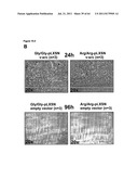 RODENT CANCER MODEL FOR HUMAN FGFR4 ARG388 POLYMORPHISM diagram and image