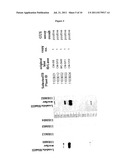 GENE EXPRESSION CONTROL IN PLANTS diagram and image