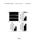 Method of Promoting Neurogenesis diagram and image