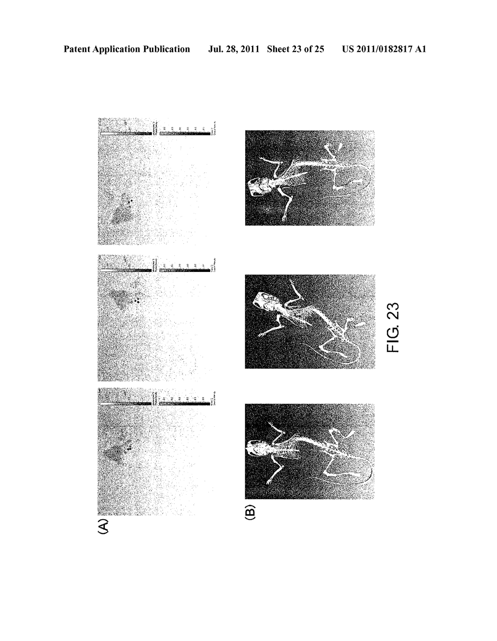 ANTIBODY AGAINST CALCIFIED GLOBULE AND USE OF THE SAME - diagram, schematic, and image 24