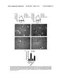 USE OF TLR AGONISTS AND/OR TYPE 1 INTERFERONS TO ALLEVIATE TOXICITY OF     TNF-R AGONIST THERAPEUTIC REGIMENS diagram and image