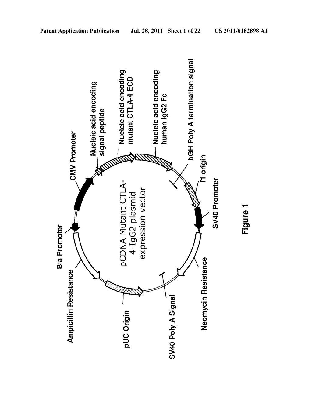 IMMUNOSUPPRESSIVE POLYPEPTIDES AND NUCLEIC ACIDS - diagram, schematic, and image 02