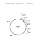 FULLY HUMAN ANTIBODY TO HUMAN TNF-ALPHA, MOLECULAR EVOLUTION AND USE     THEREOF diagram and image