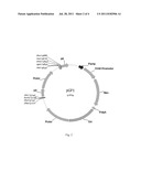 FULLY HUMAN ANTIBODY TO HUMAN TNF-ALPHA, MOLECULAR EVOLUTION AND USE     THEREOF diagram and image