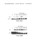 NOVEL ANTI-IGF-IR ANTIBODIES AND USES THEREOF diagram and image