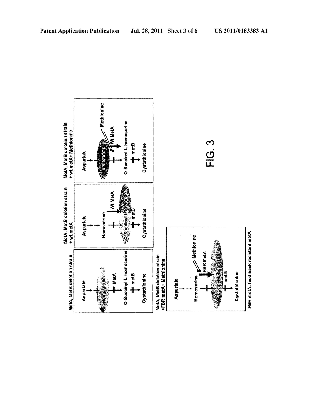 Compositions and Methods of Producing Methionine - diagram, schematic, and image 04