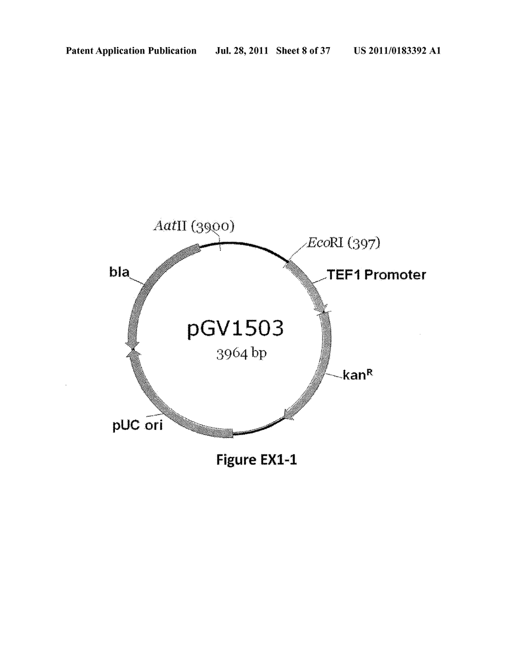 YEAST ORGANISM PRODUCING ISOBUTANOL AT A HIGH YIELD - diagram, schematic, and image 09