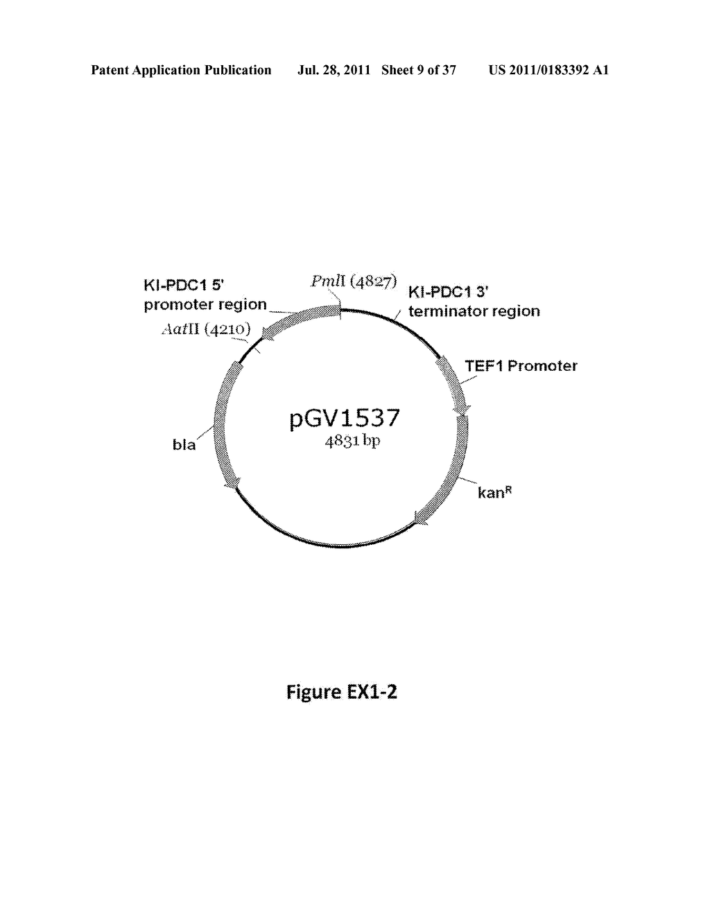 YEAST ORGANISM PRODUCING ISOBUTANOL AT A HIGH YIELD - diagram, schematic, and image 10