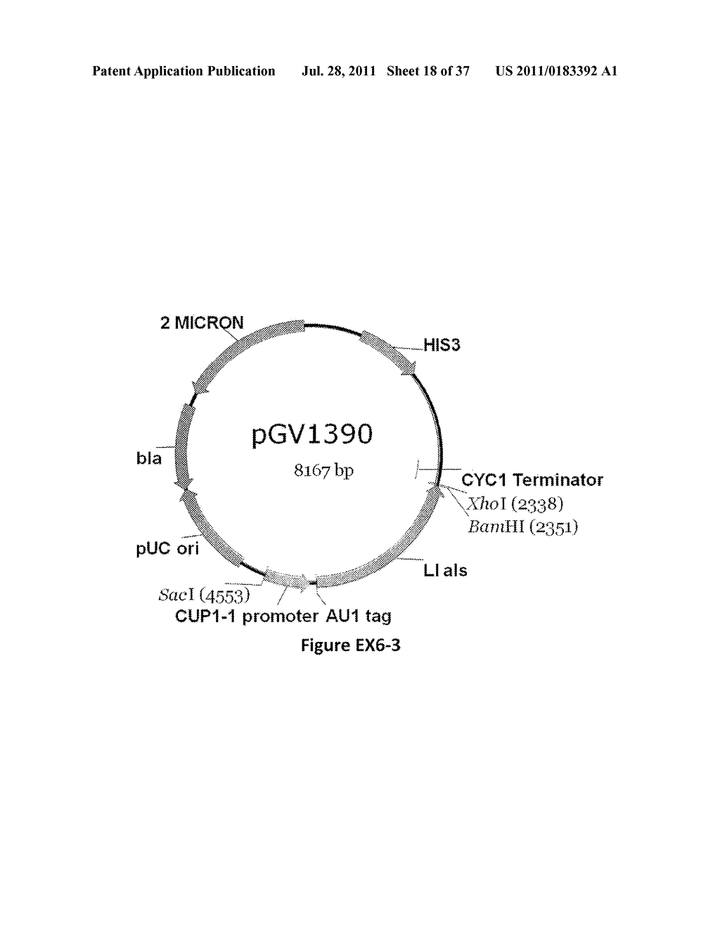 YEAST ORGANISM PRODUCING ISOBUTANOL AT A HIGH YIELD - diagram, schematic, and image 19