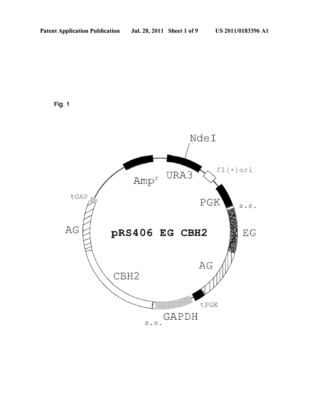 PRODUCTION AND USE OF YEAST HAVING INCREASED CELLULOSE HYDROLYSIS ABILITY - diagram, schematic, and image 02