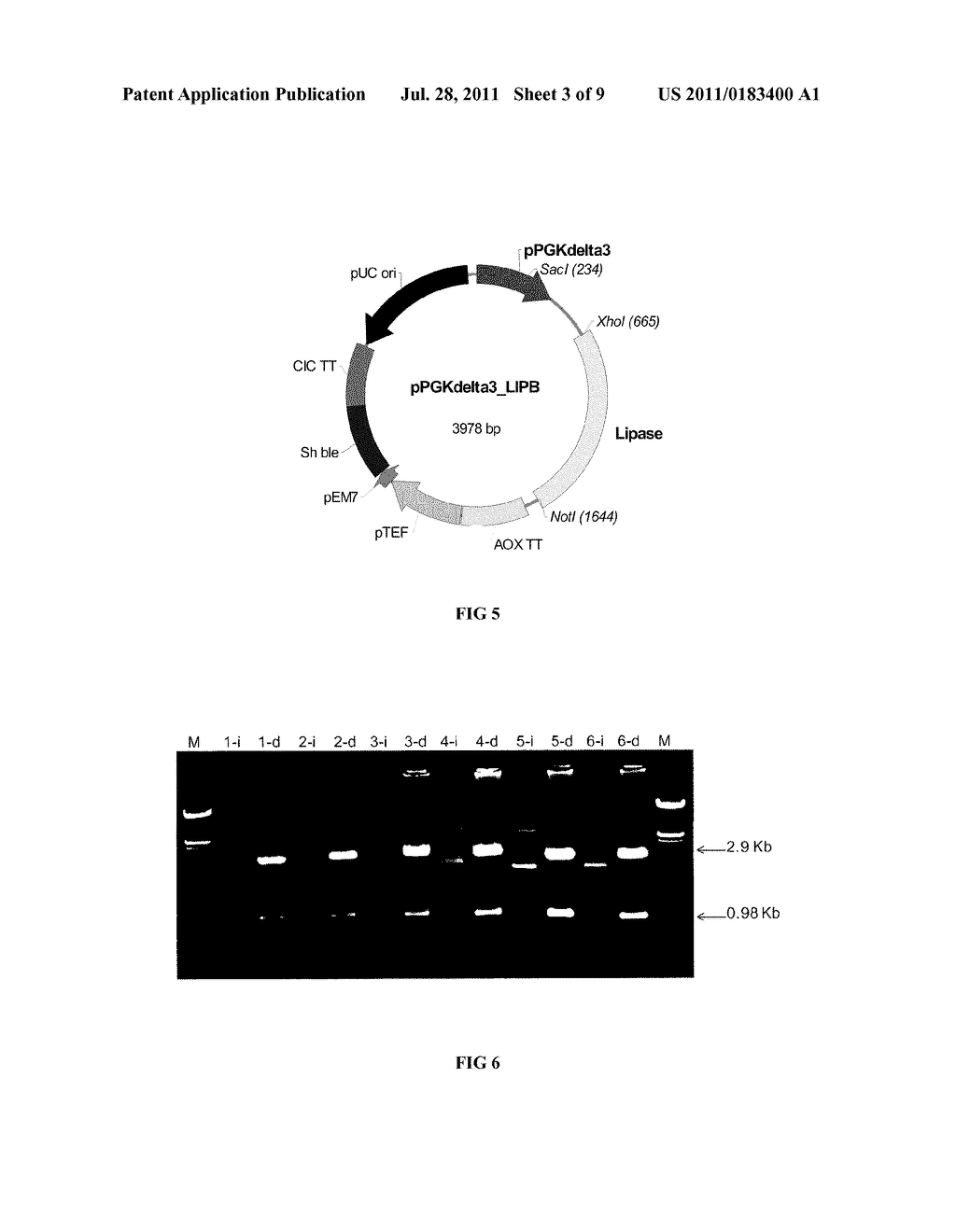 PROCESS FOR PRODUCTION OF LIPASES BY GENETIC MODIFICATION OF YEAST - diagram, schematic, and image 04