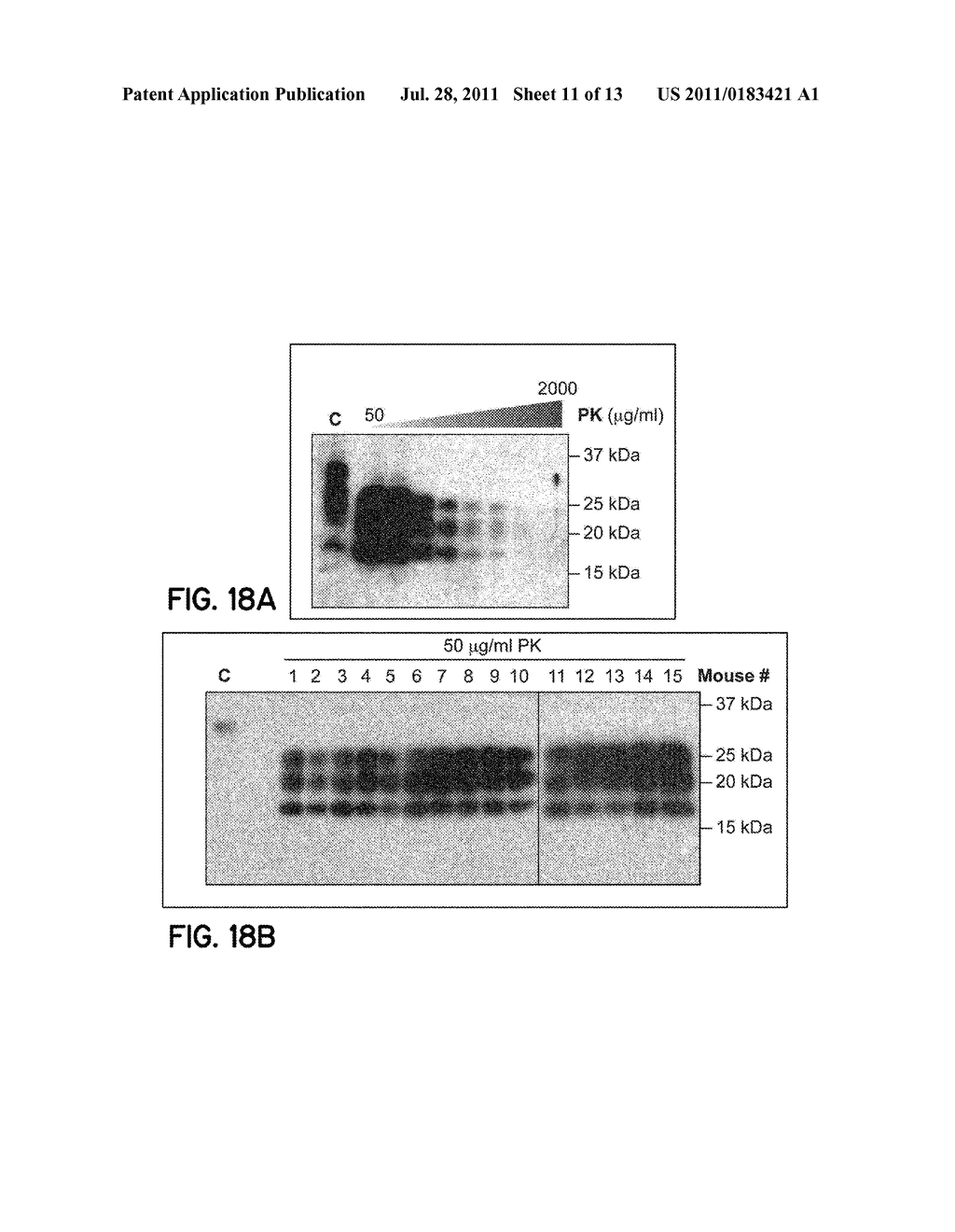 COMPOSITION AND METHOD FOR CONVERTING A NON-PATHOGENIC PRION PROTEIN INTO     A PATHOGENIC CONFORMATION AND USES THEREOF - diagram, schematic, and image 12