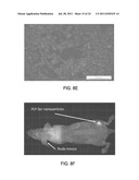 Biodegradable Photoluminescent Polymers diagram and image