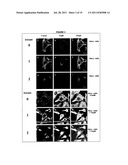 YOPM AS DELIVERY VEHICLE FOR CARGO MOLECULES AND AS BIOLOGICAL THERAPEUTIC     FOR IMMUNOMODULATION OF INFLAMMATORY REACTIONS diagram and image