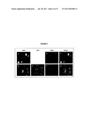 YOPM AS DELIVERY VEHICLE FOR CARGO MOLECULES AND AS BIOLOGICAL THERAPEUTIC     FOR IMMUNOMODULATION OF INFLAMMATORY REACTIONS diagram and image