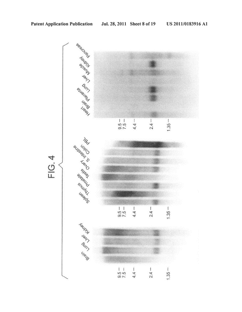 Apo-2 Ligand - diagram, schematic, and image 09