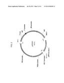 DELTA-8 DESATURASE AND ITS USE IN MAKING POLYUNSATURATED FATTY ACIDS diagram and image