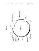 DELTA-8 DESATURASE AND ITS USE IN MAKING POLYUNSATURATED FATTY ACIDS diagram and image