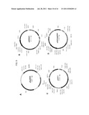 DELTA-8 DESATURASE AND ITS USE IN MAKING POLYUNSATURATED FATTY ACIDS diagram and image