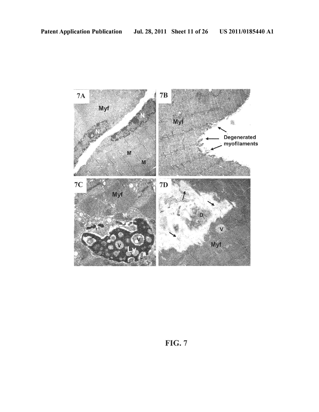 CISD2-Knockout Mice and Uses Thereof - diagram, schematic, and image 12