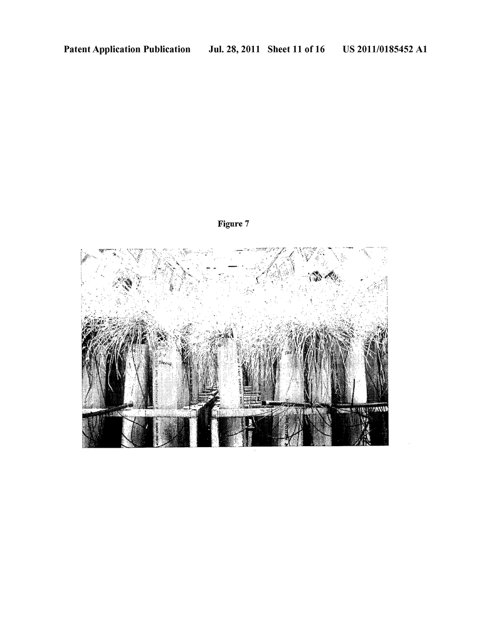 COMPOSITIONS AND METHODS FOR IMPROVING PLANTS - diagram, schematic, and image 12